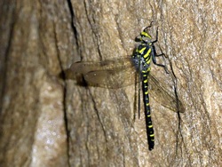 Dragonfly in Cueva La Redonda