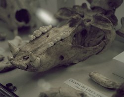 Cave bear skull, Santander museum