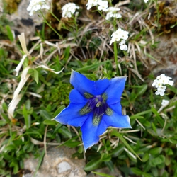 <i>Gentiana acaulis</i> in La Meona depression <i>Gentiana acaulis</i> in La Meona depression