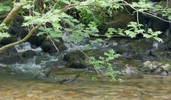 Toyu resurgence water flowing into Ro Lamasn