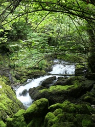 Boriza resurgence stream Boriza resurgence stream
