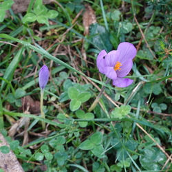 Wild crocuses