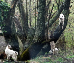 <i>cabras “arborícolas”</i>