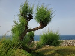 San Pedro tamarisk tree