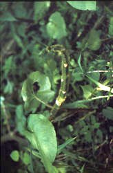 <i>Malhombre</i> <i>Malhombre</i>
