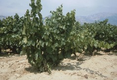 Vineyard near Haro Vineyard near Haro